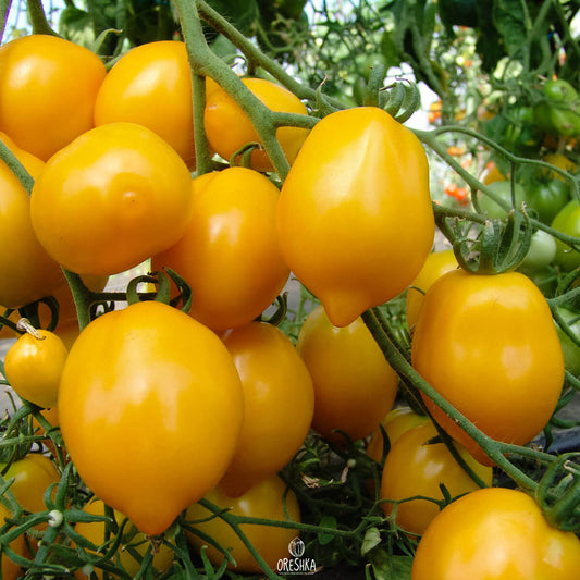 Plum Lemon tomato