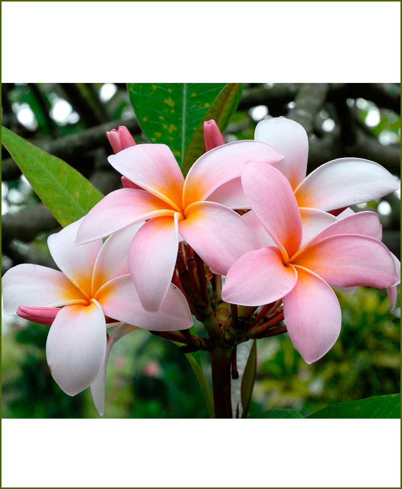 Plumeria rubra "Chompoo Nut"