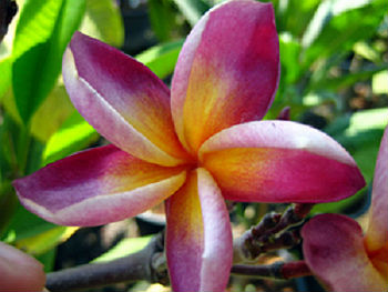 Mermaid Gem Plumeria