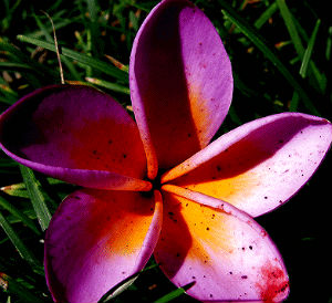 Plumeria Rubra Mayuree