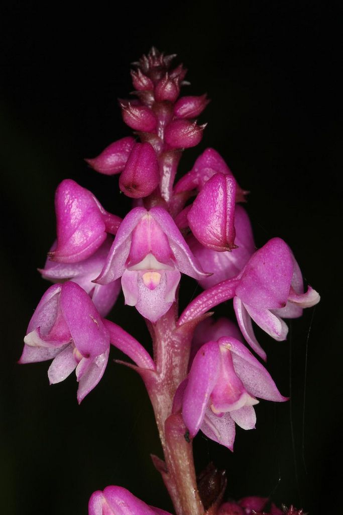 Polystachya rosea