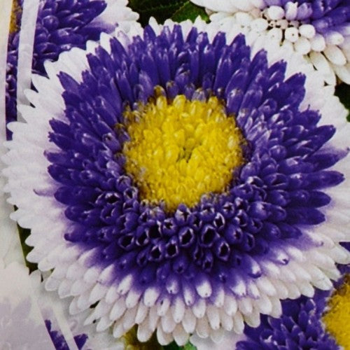 Pompon Blue with white Centre Aster