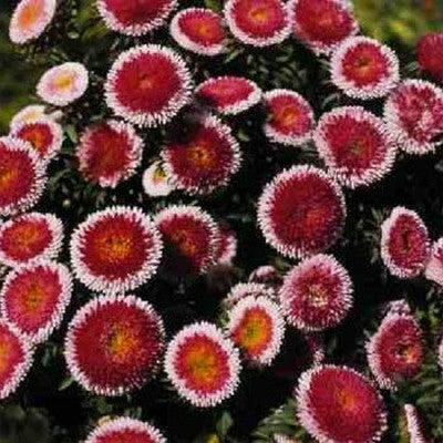 Pompon Hi-no-maru Aster