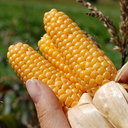 Popping Corn