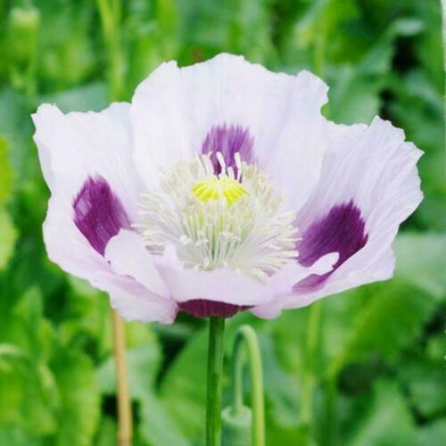 Poppy 'Blue moon'