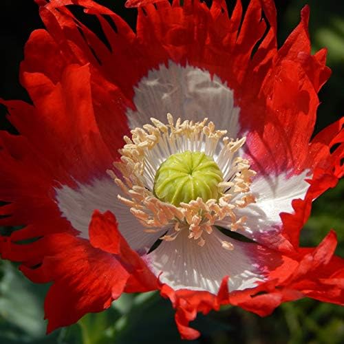 Poppy 'Danish Flag'