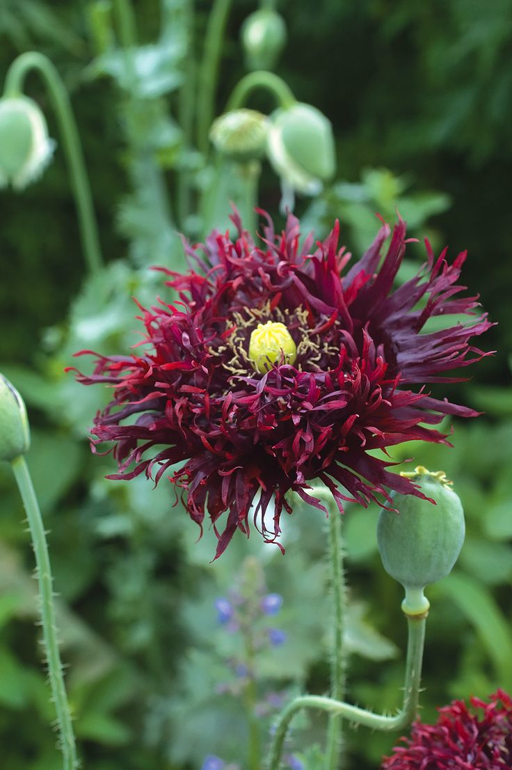 Poppy ( Black Swan )