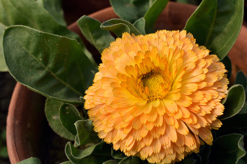Pot Marigold Dandy