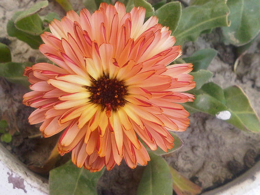 Pot Marigold Double Pink Surprise