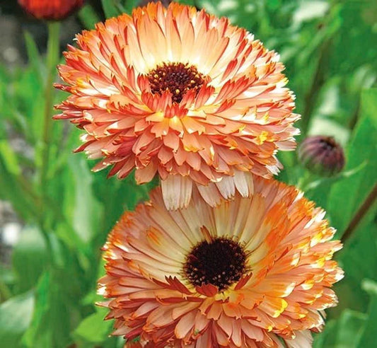 Pot Marigold Dwarf `Sunset Buff` apricot