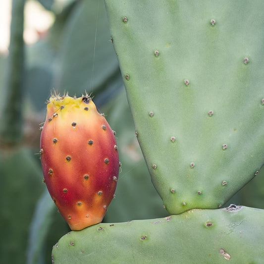 Prickly Pear Cactus