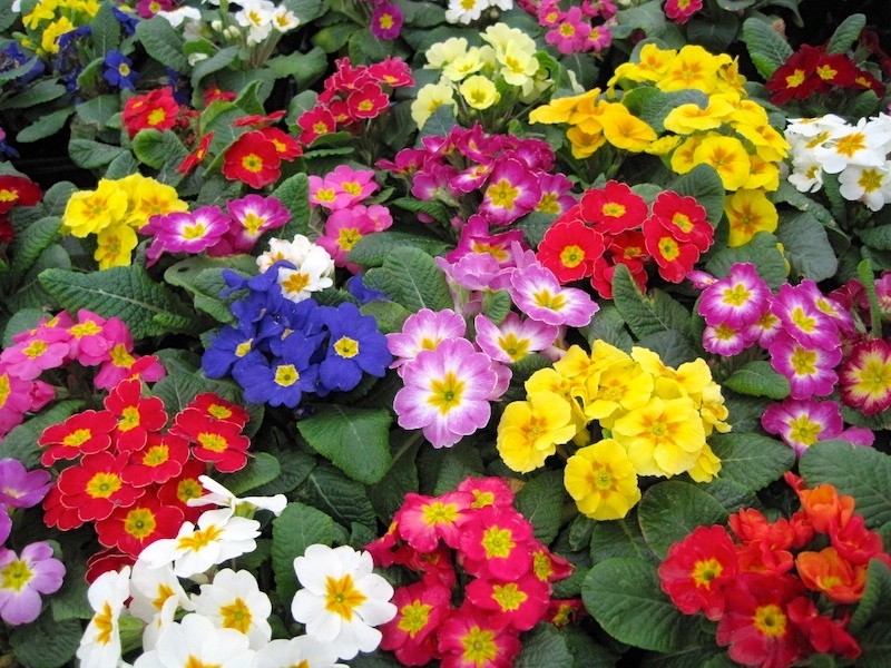 Primrose 'Potsdam giants'