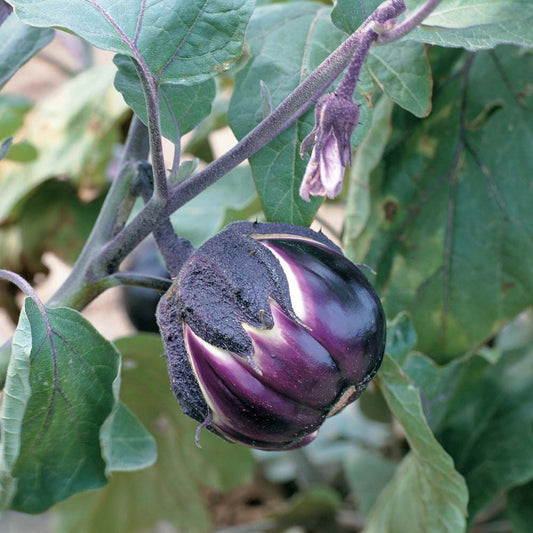 Prosperosa Eggplant
