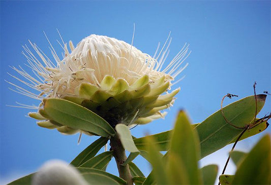 Protea Gaguedi
