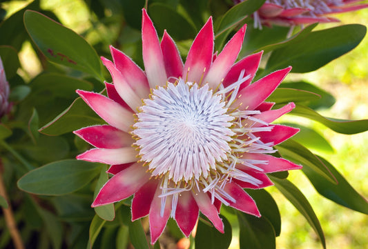 Protea cynaroides ( The King )