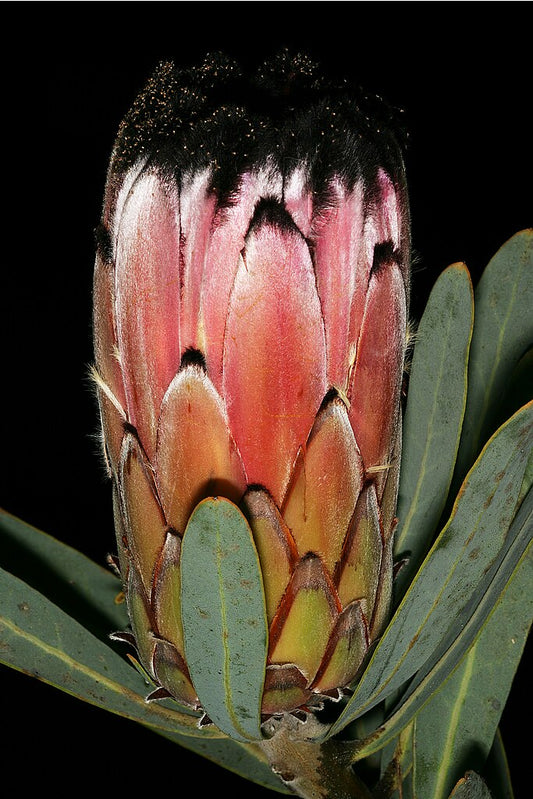 Protea laurifolia
