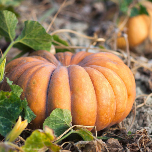 Pumpkin 'Muscade de provence'