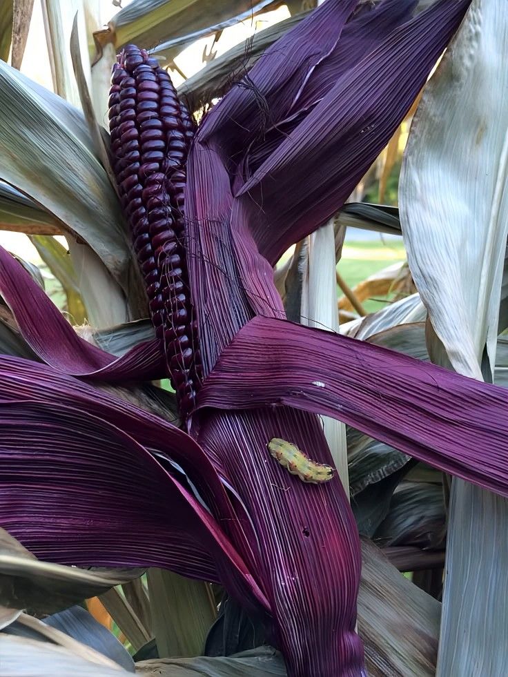 Purple Bolivian Corn
