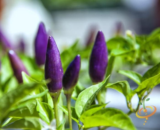 Purple Hot Gin Pepper