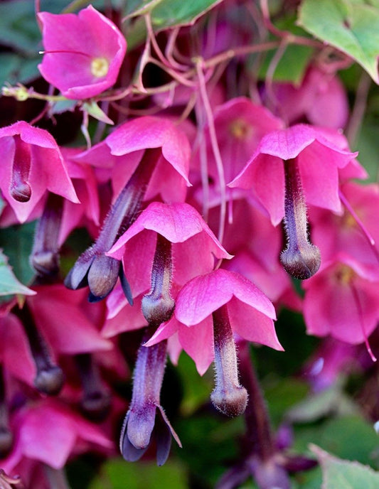 Purple bell vine