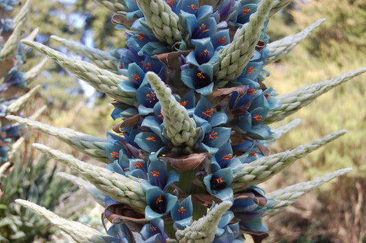 Puya Alpestris