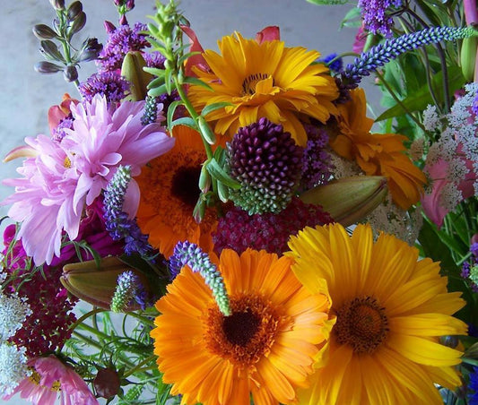 Annual Cut Flowers - Summer Bouquets mix