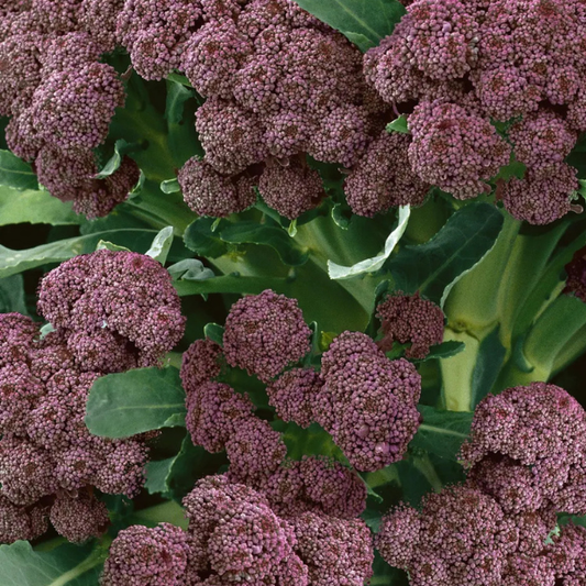 Purple Sprouting Broccoli