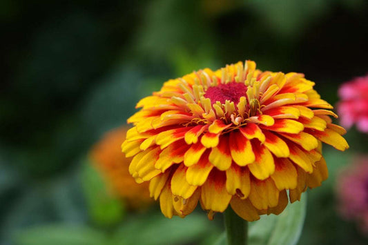 Zinnia Sombrero