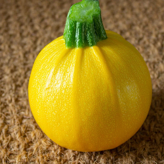 One Ball F1 Zucchini