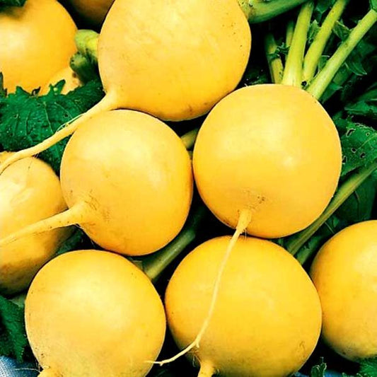 Radish 'Zlata'