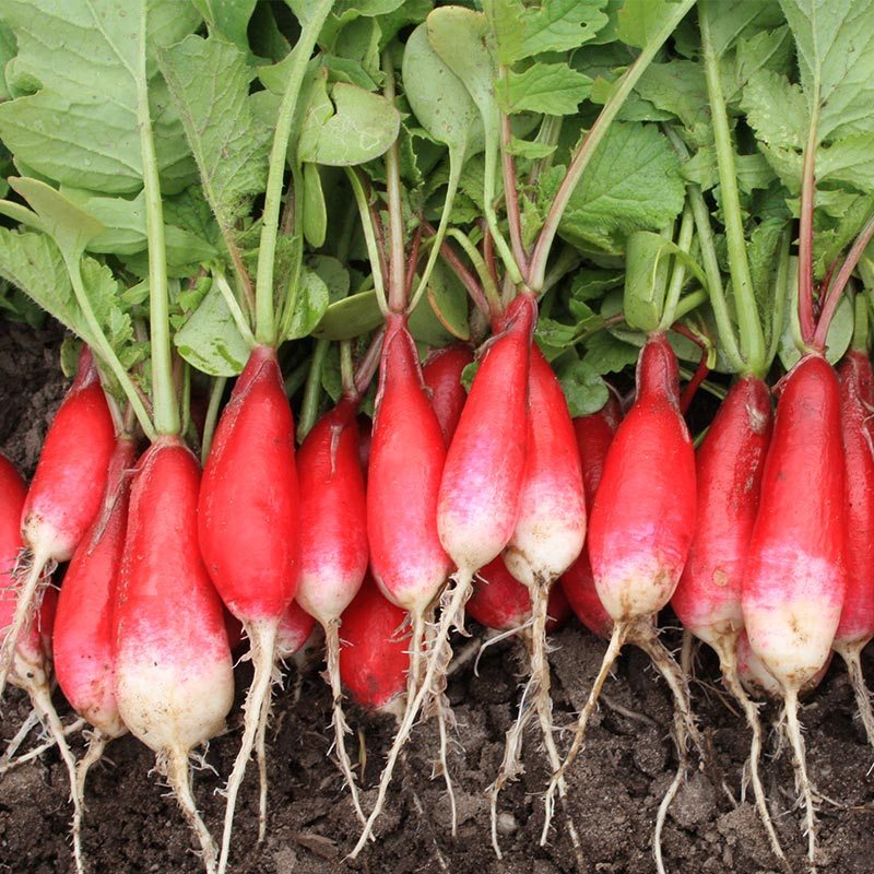 Radish flamboyant 3 - French breakfast type