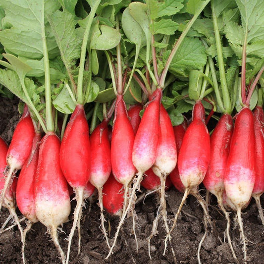 Radish flamboyant 3 - French breakfast type