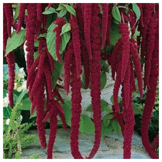 Amaranthus Caudatus