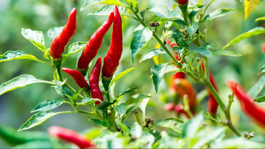 Red Bitter Mexican Pepper