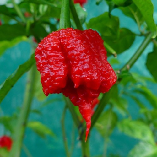 Red Carolina Reaper Pepper