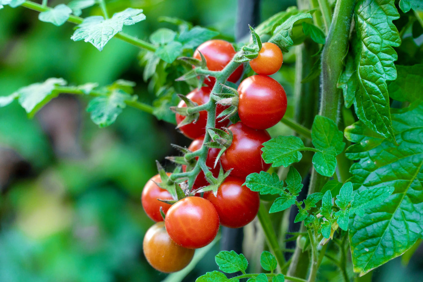 Red Chery Tomato