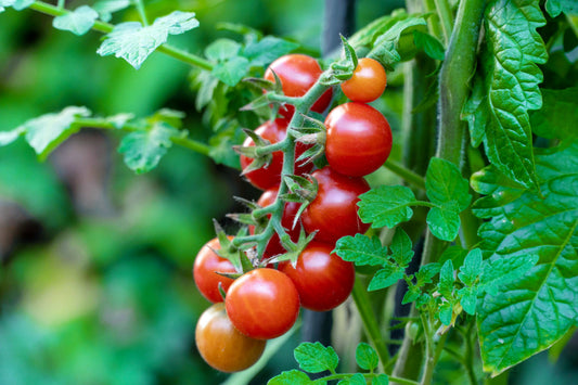 Red Chery Tomato