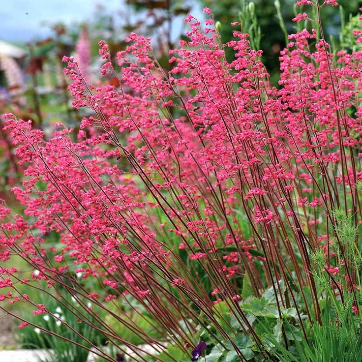 Red Coral Bells
