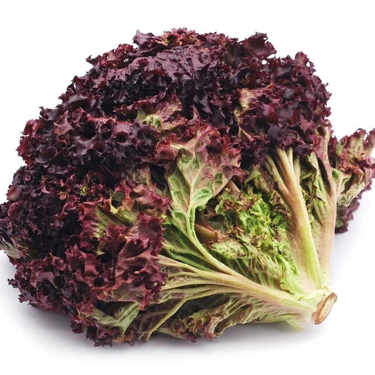 Red Curly Lettuce