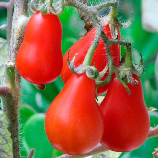 Red Pear Tomato