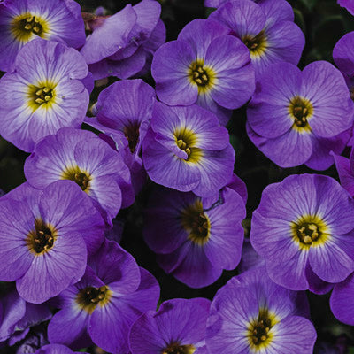 Rock Cress Hendersonii Lilac