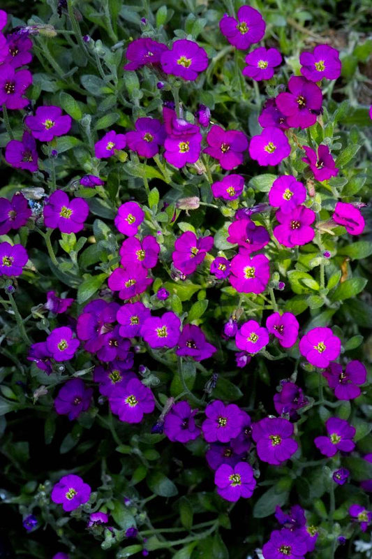 Rock Cress "Whitewell Gem"