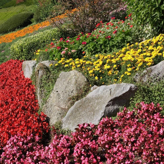 Rockery Garden Mixed Flower