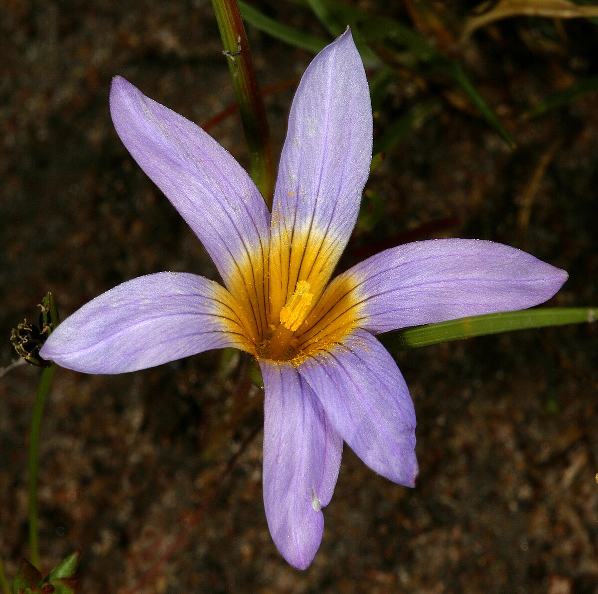 Romulea Tabularis