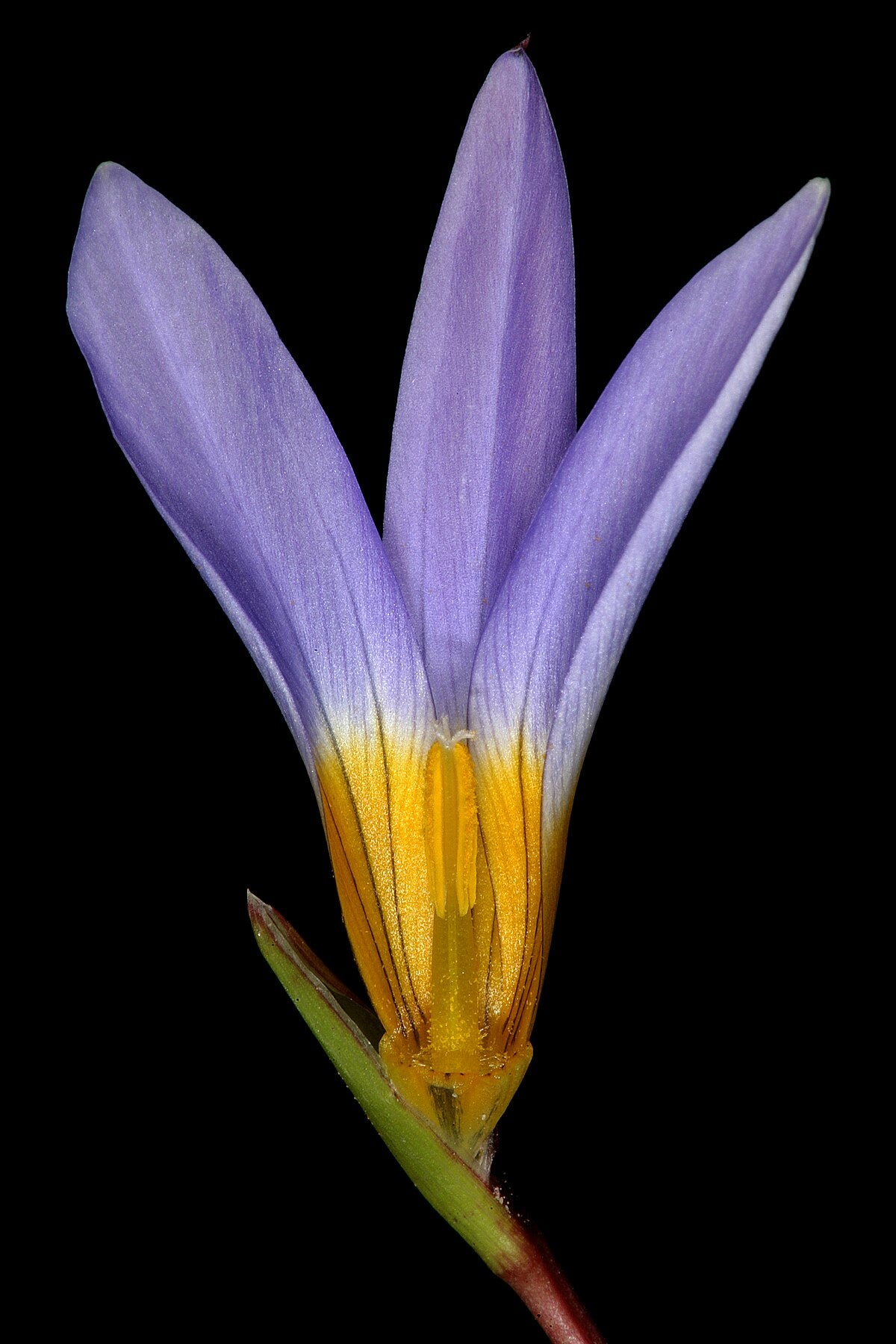 Romulea Tabularis