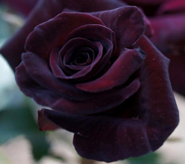 Rose Black