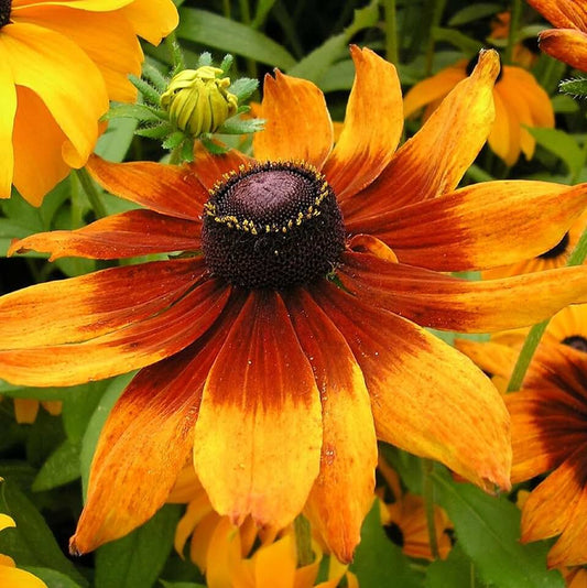 Rudbeckia Autumn Pine