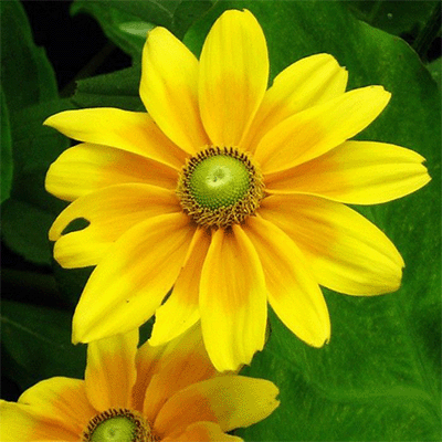 Rudbeckia Green Eyes
