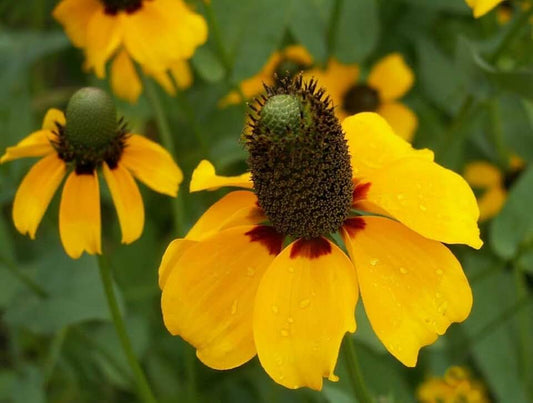Rudbeckia 'Clasping coneflower'