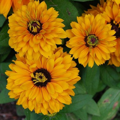 Rudbeckia 'Golden Daises'